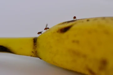 mosca de la fruta slp
